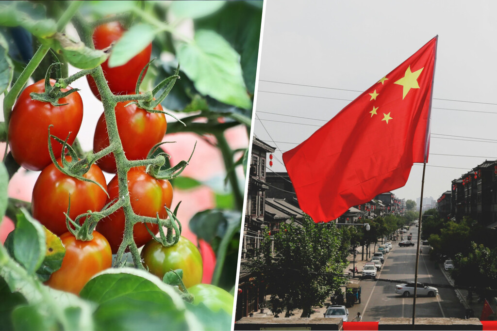 Extremadura se las prometía muy felices con su potente industria del tomate español. Hasta que llegó China