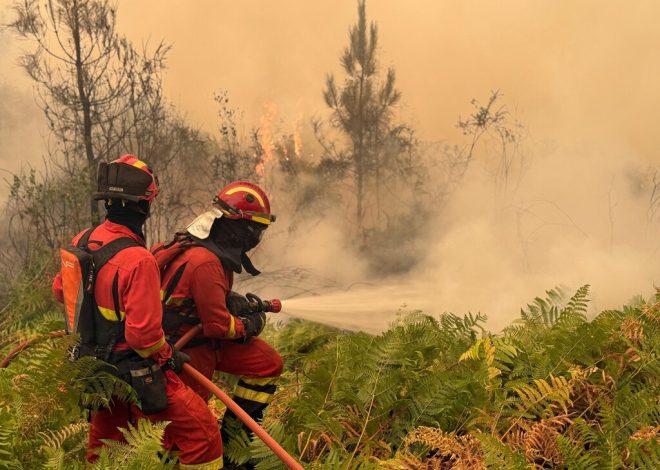 La ola de incendios ha reavivado una vieja polémica en España: puede o no puede limpiarse el monte