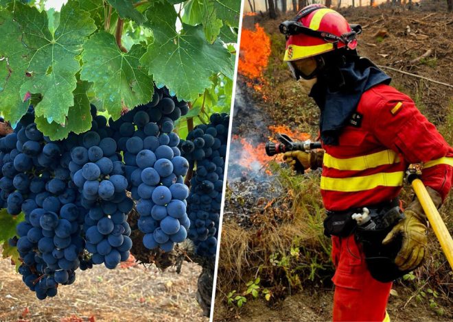 Ourense lleva días soportando una terrible ola de incendios. Ahora suma otro drama: su impacto en el vino