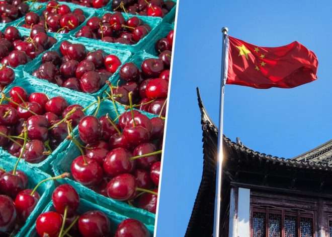 China está viviendo una fiebre por las cerezas y España quiere convertirse en su gran huerta. No lo tendrá fácil
